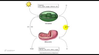 Cloroplasti e mitocondri  Fotosintesi e respirazione  Test medicina [upl. by Neih]