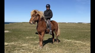 Isheste  Palsgaard Baldur 6 år [upl. by Eikcin]