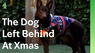 Three legged German Shepherd is desperate to find a home for Christmas  The Dog House 🐶  Emori [upl. by Judah450]