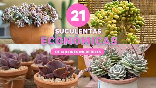 21 plantas económicas para empezar tu colección suculentas suculentasdesol suculentasbaratas [upl. by Anaiq12]