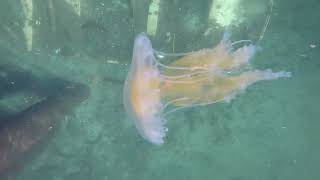 Four types of Jellies seen in Porpoise Bay  Sechelt BC 042124 [upl. by Descombes]