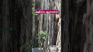 ஆசி வழங்கும் அதிசய ஆலமரம் vedaranyam tamil kanniyakumari agriculture [upl. by Hi]