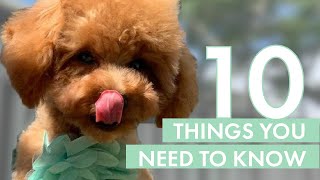 TOY POODLE PUPPY  10 Things you need to know before getting one [upl. by Macur]