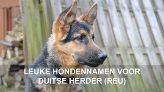 Leuke hondennamen voor Duitse herder reu [upl. by Haliled]