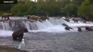 Brooks Falls Brown Bears Low  Katmai National Park  2024 Season Highlights [upl. by Hanford226]