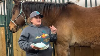 Poultice for horse hoof abscess [upl. by Lavinia]