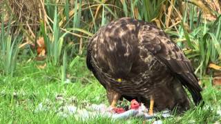 Buizerd eet duif [upl. by Reinhard]