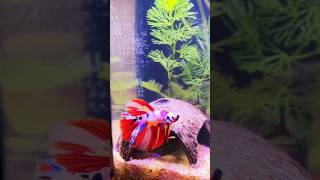 Betta planted tank tour☘️foryou petfishtanktour bettatank ytshorts [upl. by Dee]