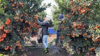 INCREÍBLE COSECHA DE MANDARINA POR CONTRATOESTE AÑO SE DIO MUCHÍSIMA FRUTA AMAZING TANGERINE [upl. by Neerbas945]