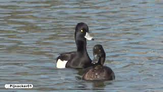 Tufted Duck Sound [upl. by Helmer]