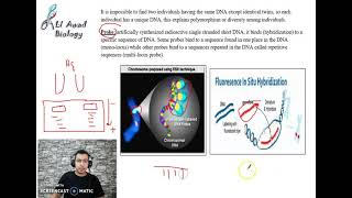 Chapter 4 Activity 4 Detection of genetic polymorphism part 2 Grade11science [upl. by Ainahpets413]