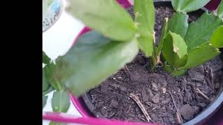 Propagate Holiday Cactus From Cuttings  Grow Roots in Water [upl. by Kraska]