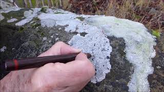 Lichen 2 amp 4 of four white crustose lichens on sandstone capstones at Settle Swimming Pool [upl. by Donelson]