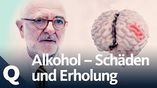 Wie gut kann sich der Körper vom Alkohol erholen  Quarks [upl. by Hgielrebmik419]