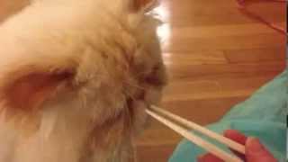 Cat Eating with Chop Sticks [upl. by Melnick556]