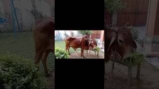 Bakra laray bado badi❤️🥰 bakra badobadi songs newsong eid song youtubeshorts viral shorts [upl. by Sokil]