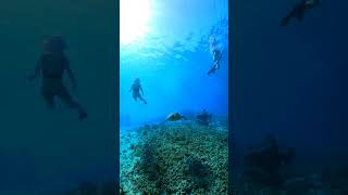 Incredible ocean diving🌊 with turtles🐢 in Maldives 🩵 Maldives shorts turtle short swimming [upl. by Odnamra]