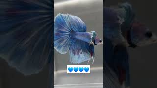 Blue Dumbo ear betta fish [upl. by Helli]