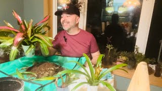 Repotting A Clearance Plant And Some Plant Talk [upl. by Yaluz]