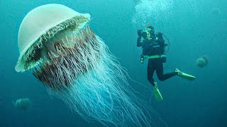 15 Incredible Jellyfish Species [upl. by Cooperstein233]