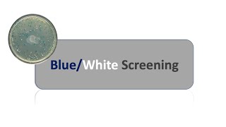 Blue white screening and LAC Operon [upl. by Annahsit]