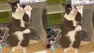 Lonely Shelter Cat Waves Her Paws At Visitors Begging To Be Adopted [upl. by Ahsenra]