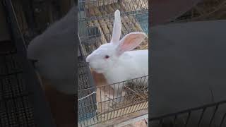 indukan kelinci pada mau melahirkan kelinci rabbit dinarayafarm [upl. by Nniuqal720]