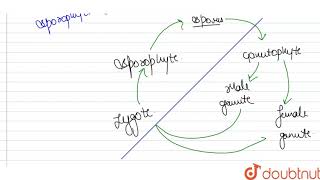 Which processes are essential for alternation of generation in plant life cycle [upl. by Anaoy258]