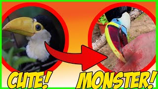 What they DONT tell you about PET TOUCANS Personality change after 6 months [upl. by Ecinad]