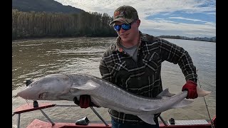 Fraser River Sturgeon Fishing [upl. by Minette]