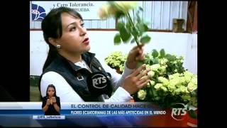 El proceso de exportación de las flores ecuatorianas [upl. by Martino]