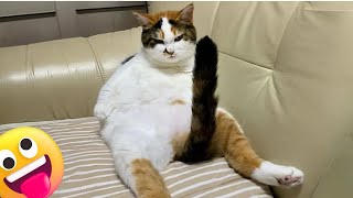 FUNNIEST CATS😹 cute And Funny animals dogscats videos 2024🐾cute Animals Video 😂 TRY not To laugh [upl. by Hein]