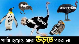 পাখি হওয়া সত্বেও যারা উড়তে পারে না  প্রতিপাদ্য  that Birds cantt fly  addopanto  ki keno kivabe [upl. by Hgielak]