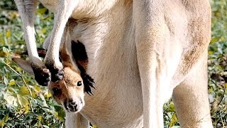 Baby Kangraroo at the Zoo 4K  St Louis Zoo  Tchaikovsky [upl. by Sajovich]