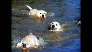 Labrador Father Teaches Puppies To Swim ADORABLE [upl. by Aicnelav]