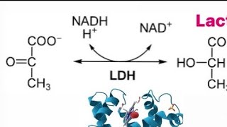 Biochemistry  anaerobic metabolism lactate dehydrogenase mechanism [upl. by Eki556]