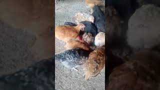 3wks old chicks grappling for feeds bypoultryparadisetvpoultryfarming [upl. by Clyde]