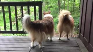 Collies barking at thunder [upl. by Ailuig]