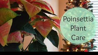 How to care for your Poinsettia [upl. by Amaty225]