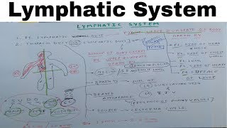 Lymphatic System  Part 1  Thoracic Duct  The Charsi of Medical Literature [upl. by Atirhs47]