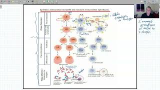 svt immunologie les etapes de la reponse immunitaire specifique [upl. by Aratal]