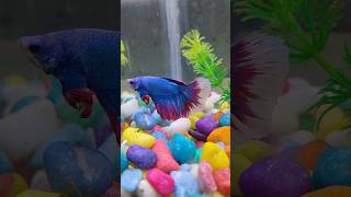 Fish tank 🐬aquarium 🐟fishtank fish guppy betafish fishaquarium beta [upl. by Eelta]