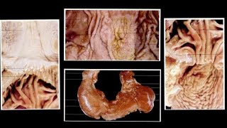 NonRuminant Stomach of Horse Pig and Dog Splanchnology by Dr Nidhi Gupta  NDVSU [upl. by Ahcmis]