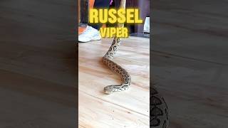 Russel viper  big snake 🐍  minivlog shorts short bigsnake snake [upl. by Nangatrad]