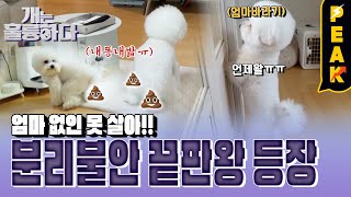 피크타임 엄마 찾아 울부짖고 배변 테러까지 분리불안 끝판왕 칸쵸 때문에 홈캠 중독이 된 보호자  개는훌륭하다  KBS 230220 방송 [upl. by Aihsemak]