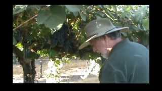 Quady Winery Malbec Harvest 2012 [upl. by Cordeelia]