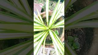 Pandanus Veitchii commonly known as the quotScrew Pinequot plant propagation amp care gardening shorts [upl. by Aicercul]