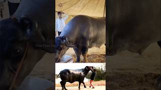 😳எருமையின் விலை ரூ 23 கோடி😱😱 1500 kg buffalo😳 Time Pass Panda YT buffalo record shocking [upl. by Nilrak]