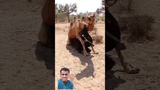 camel meeting kaise karte hain trending animals viral [upl. by Brenk]