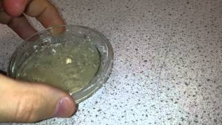 Culture a Bacteria on Agar quotMicrococcus luteusquot [upl. by Sucramed636]